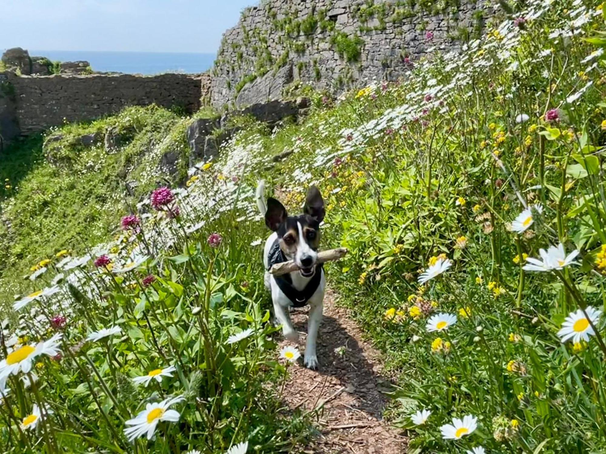 Cheerful At Landscove In Brixham